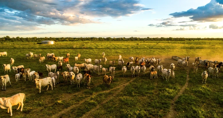 Australian Agribusiness Advisory Services Accelerating Success