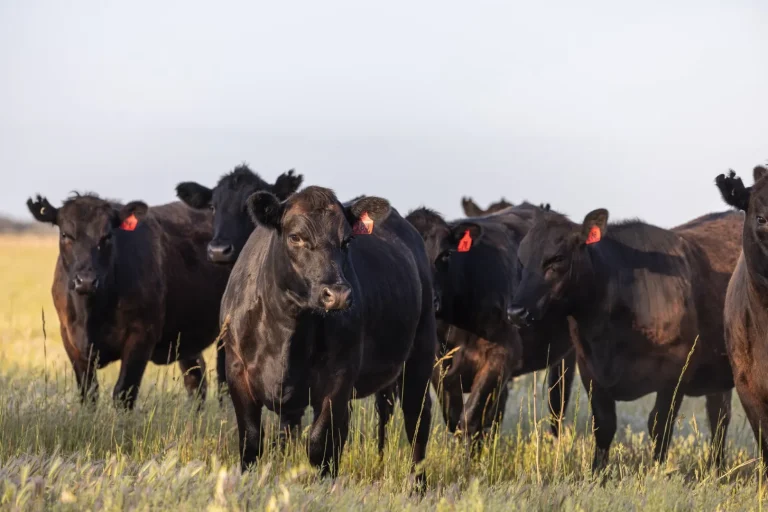 Comprehensive Guide to Preparing for the Sale of Cotton Farming Properties in Queensland