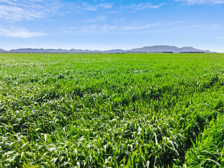 Rural Property NSW: Your Complete Guide to Agricultural Land Investment and Transactions