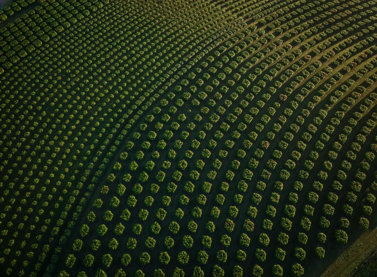 Essential Guide to Compliance Considerations for Agribusiness Transactions in Australia