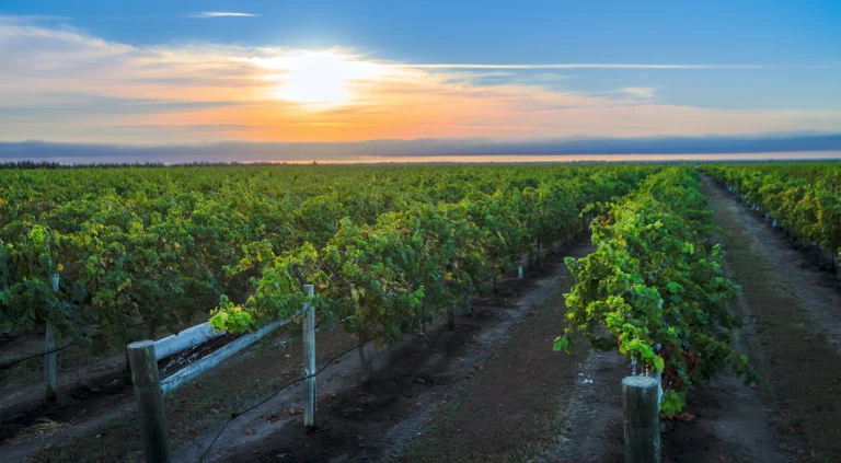 Assessing the Profitability of Grazing Land Ventures in Queensland: Investment Guide