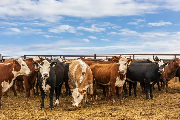 Finding the Right Dairy Farm for Sale: Your Essential Investment Guide