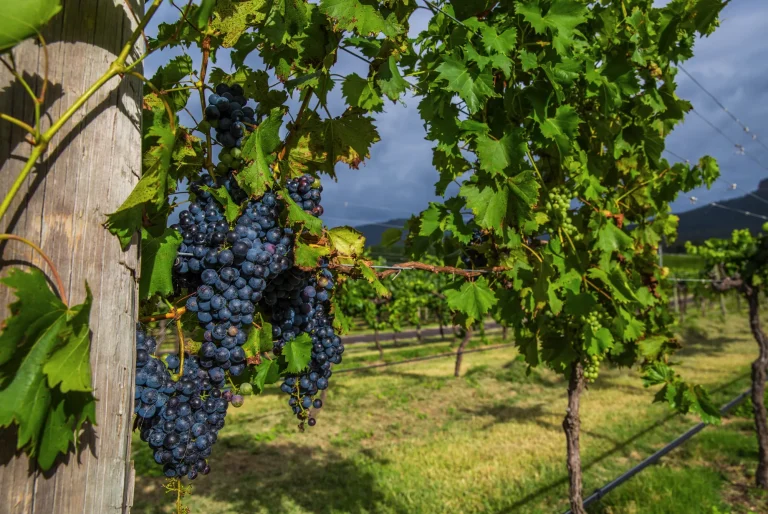 Finding Quality Rural Property for Sale NSW: Your Guide to Agricultural Investment Opportunities