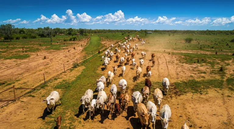 A Complete Guide to FIRB for Chinese Agricultural Investors