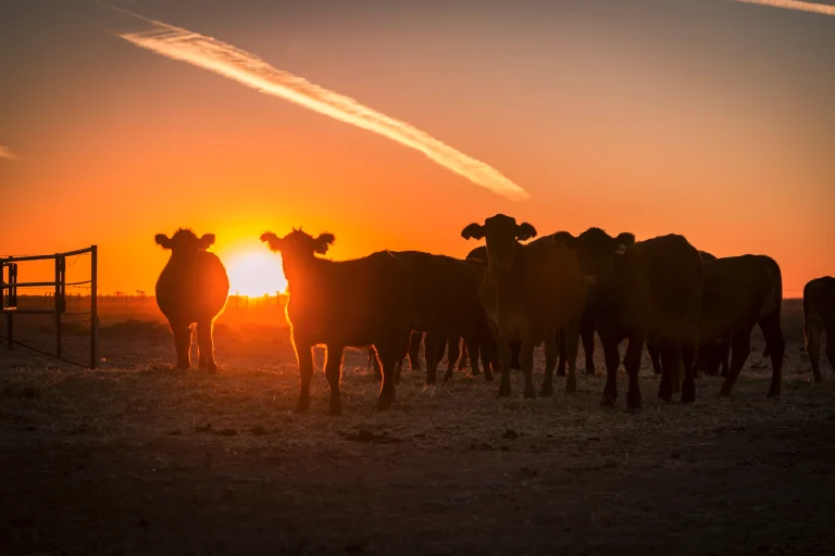 Guidelines for Investing in Australia’s Dairy Farming Industry