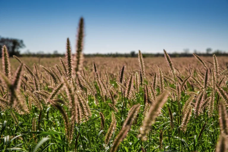 Navigating Rural Property for Sale WA: Your Complete Guide to Agricultural Land Investment