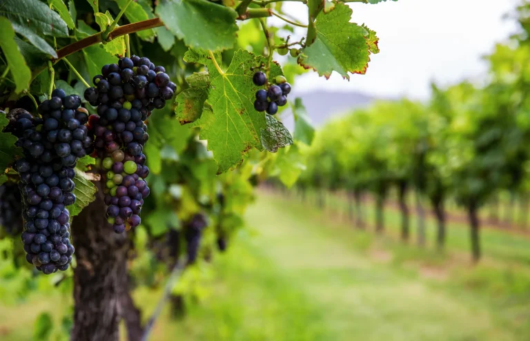 Comprehensive Guide to Calculating Investment Returns for Grazing Land Ventures in Australia