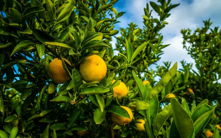 Analysis of Rural Land Price Trends in the Grazing Land Market