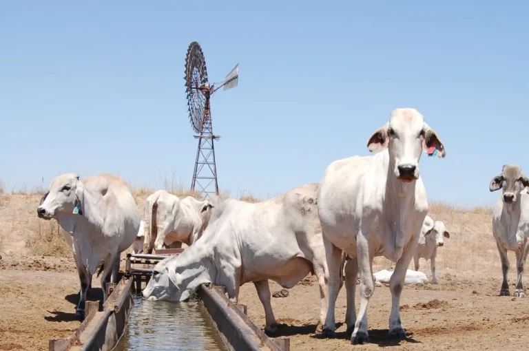 Finding Quality Farms for Sale Western Australia: Your Complete Guide