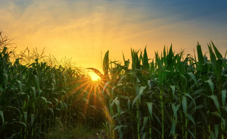 Farm Sales Tasmania: Unlocking Agricultural Investment Opportunities in Australia’s Island State