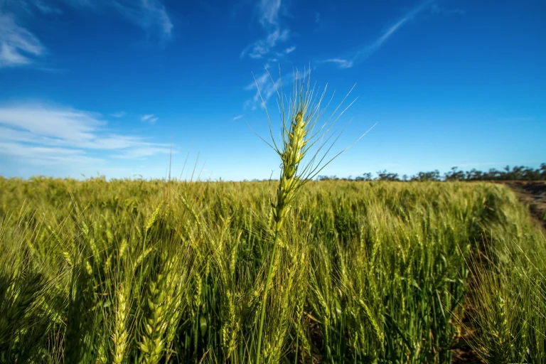 Evaluating the Value of Water Entitlements in Dairy Farming Investments: Complete Guide