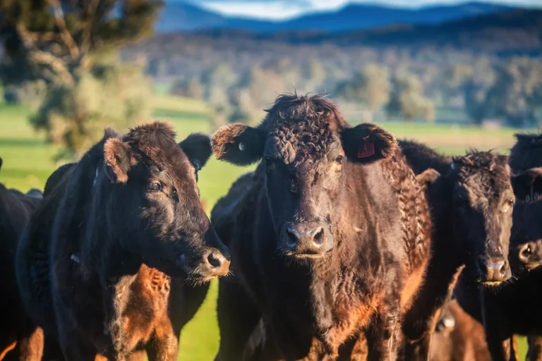 Techniques for Appraising Irrigation-Based Agricultural Assets in Australia