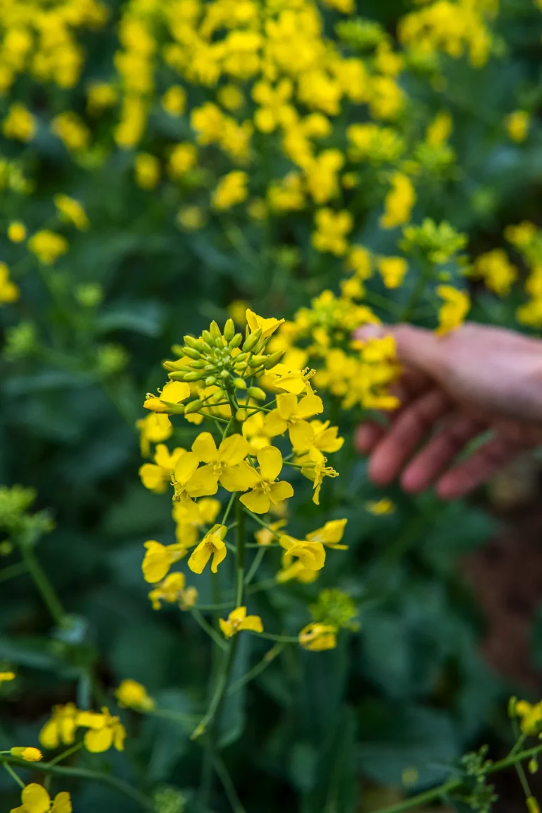 A Guide for Canadian Investors: Understanding FIRB Thresholds for Agricultural Land