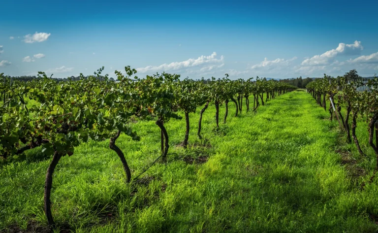 UK Investors: How to Seamlessly Invest in Australian Agribusiness