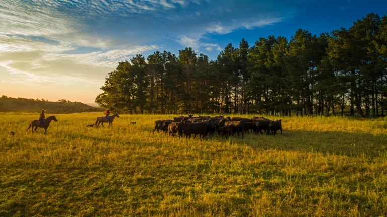 Buy a Sheep Farm With Expert Guidance and Market Knowledge