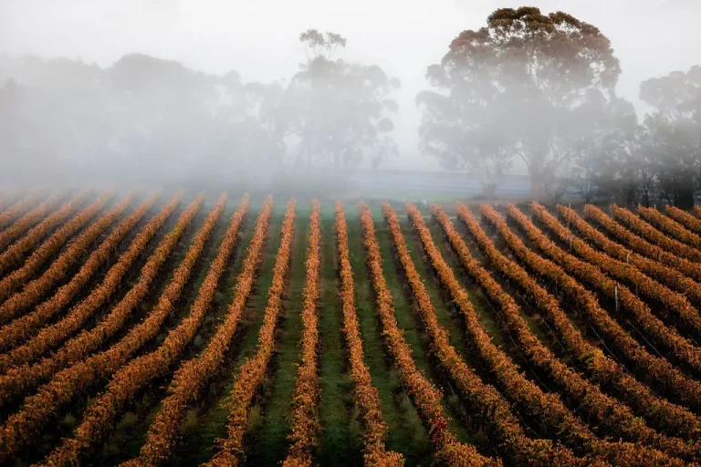 Essential Guidelines for Investing in Australia’s Livestock Farming Sector