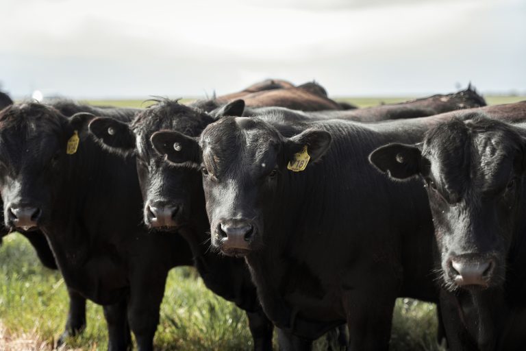 Finding Your Perfect Dairy Farm for Sale Victoria: A Complete Guide