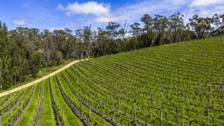 Investing in Winery QLD Properties: Your Complete Guide to Wine Production Assets