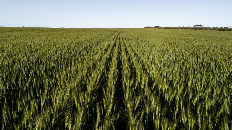 Organic Farms Australia: Investment Opportunities in Sustainable Agricultural Property