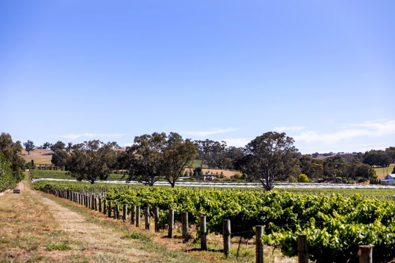 Poultry Farms for Sale Victoria: Investment Opportunities in Intensive Agriculture