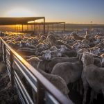 Maffra North, Monaro region turn-key grazing fodder powerhouse