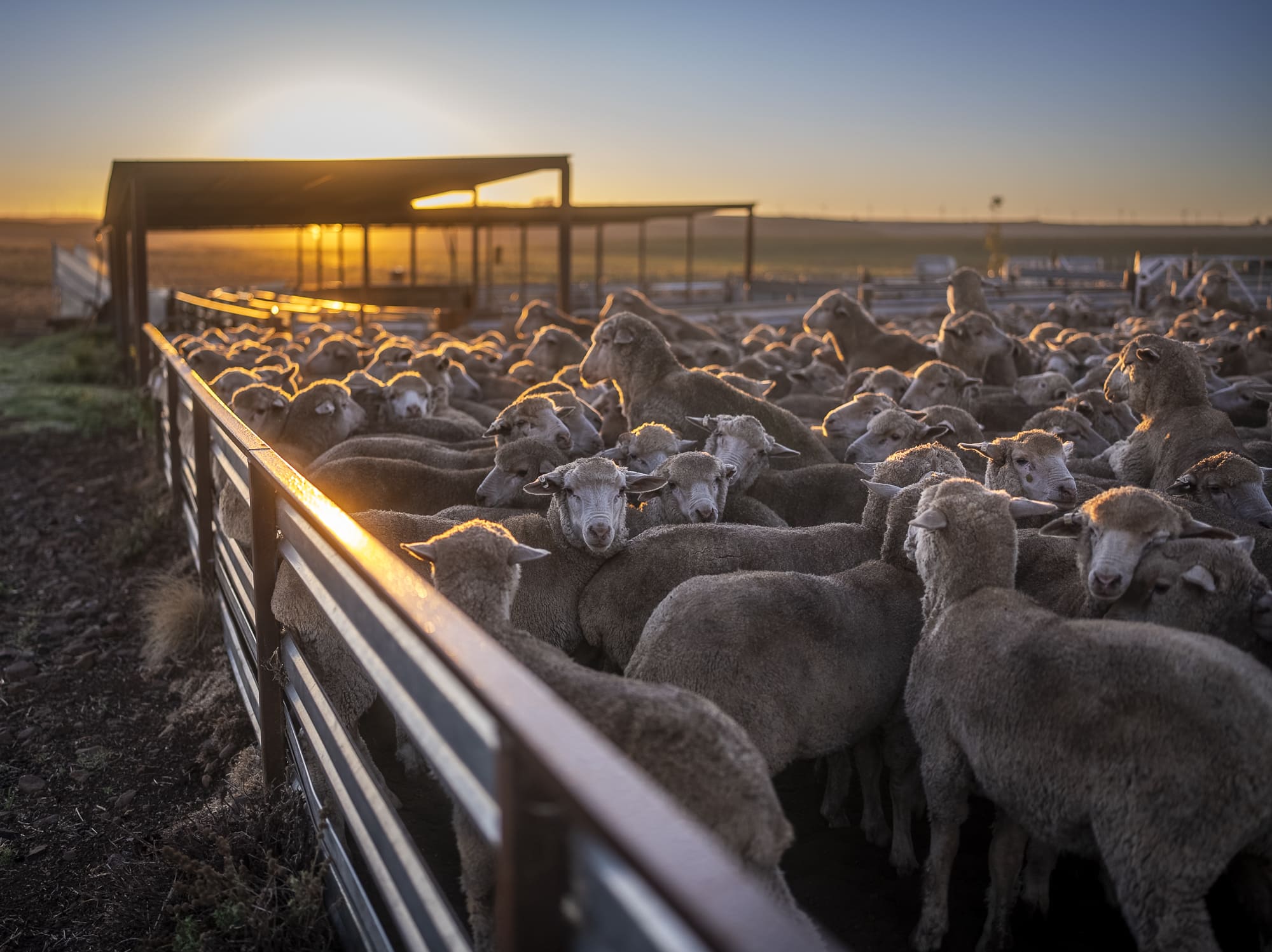 Maffra North, Monaro region turn-key grazing fodder powerhouse