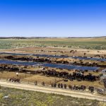 Cattle Feedlot & Backgrounding Country
