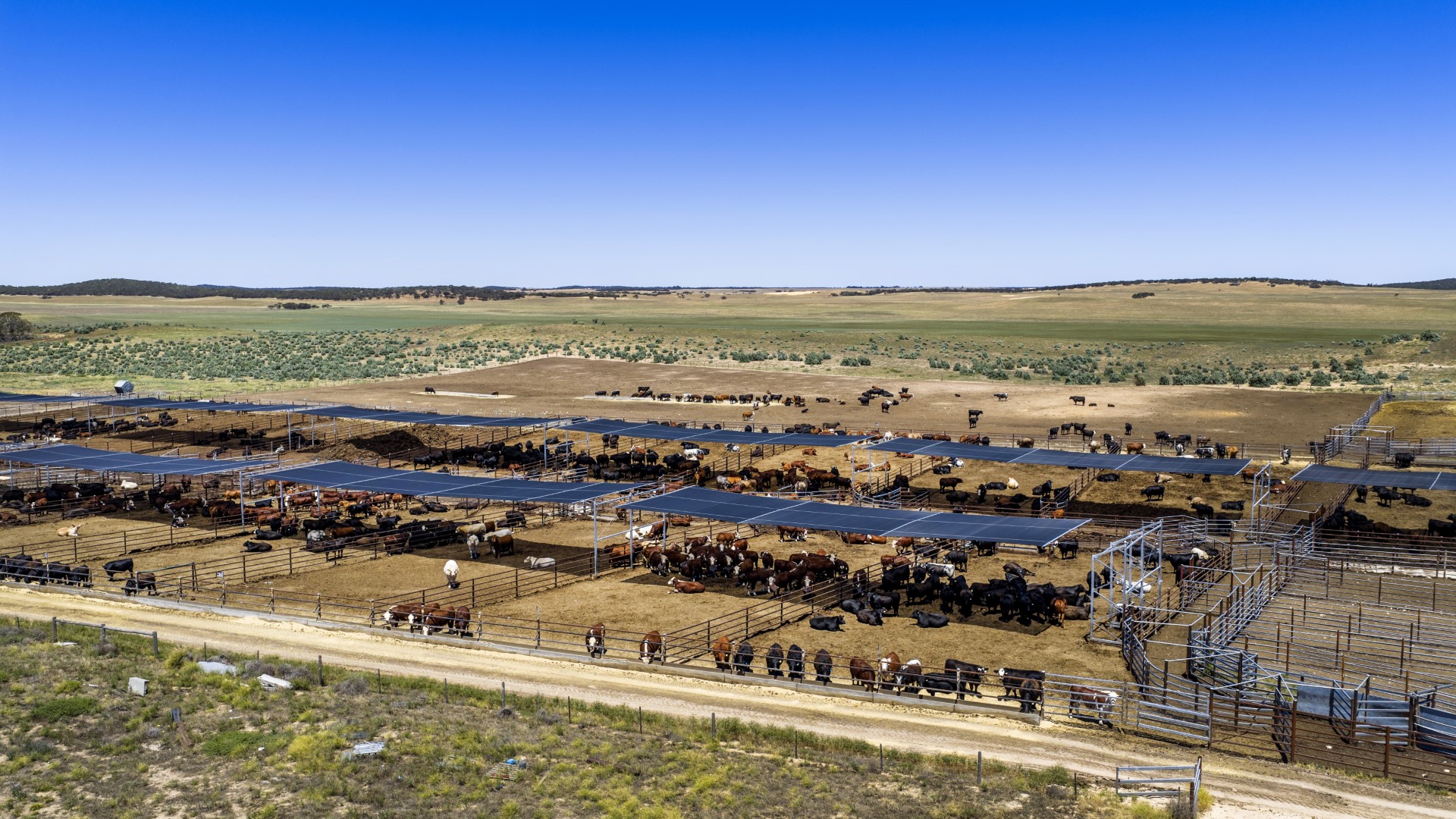 Cattle Feedlot & Backgrounding Country