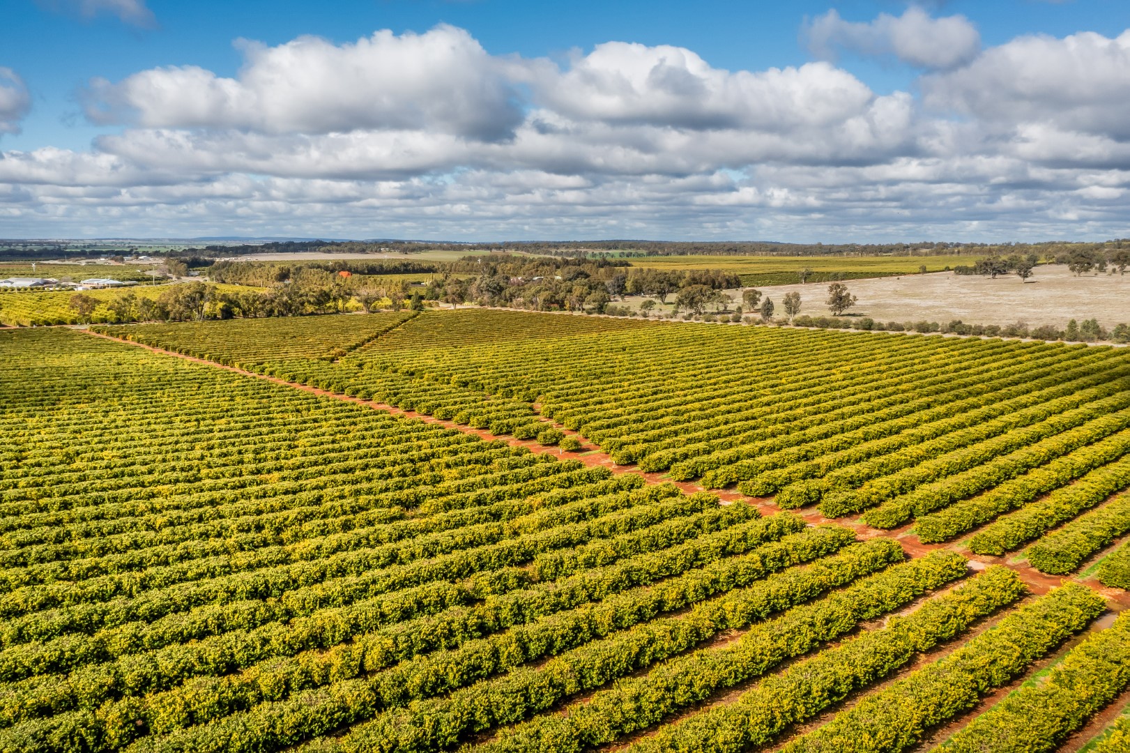 Premium Citrus Orchards with Scale, Water Security and Quality Infrastructure in Corbie Hill