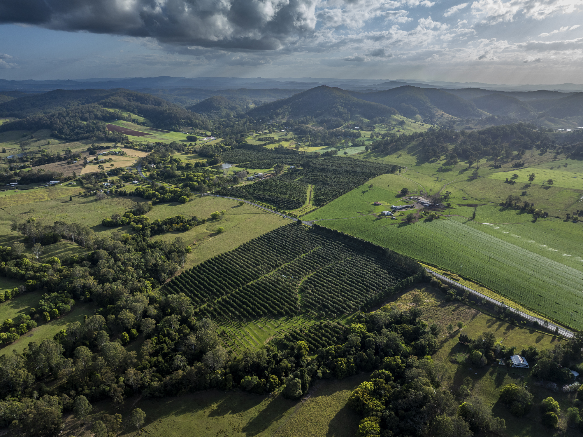 Colliers Agribusiness presents High-Yielding Irrigated Macadamia Orchard